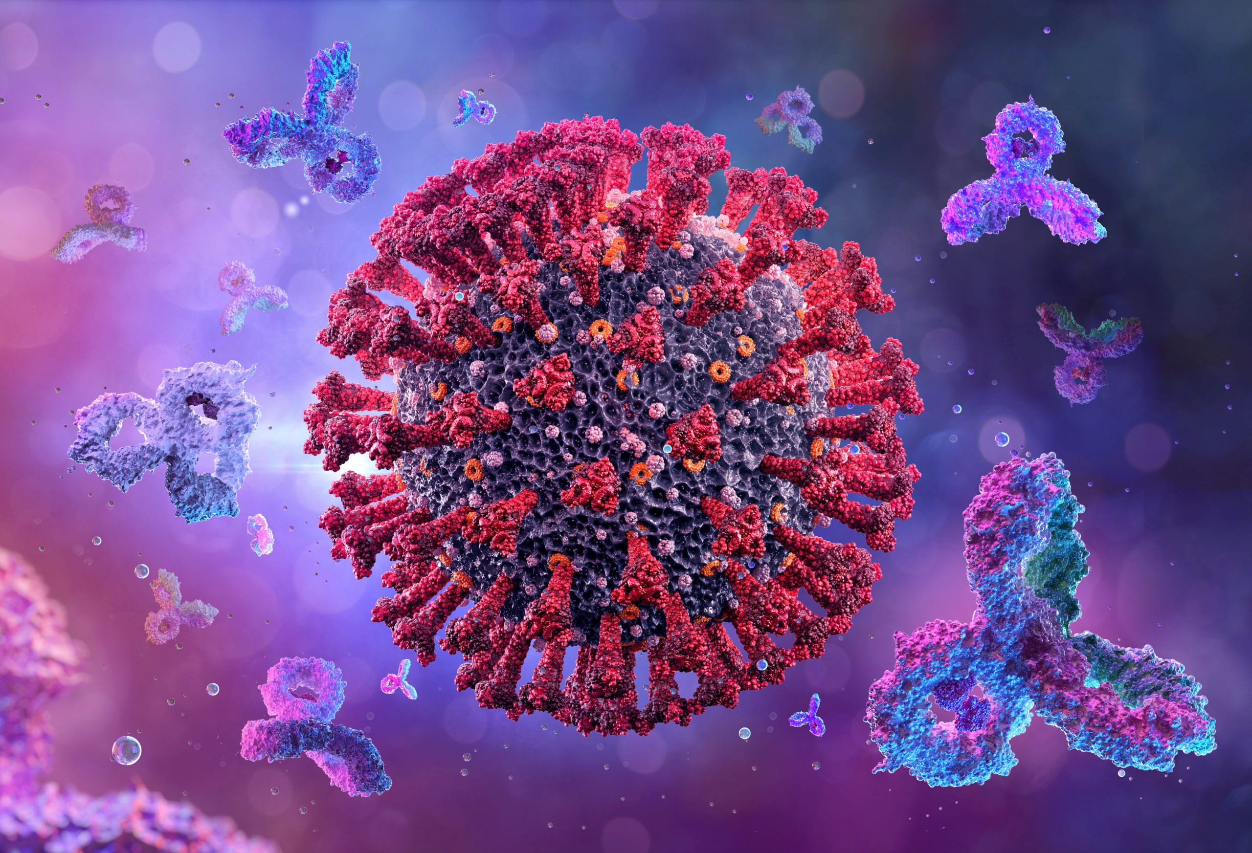 Antibodies immunoglobulins attacking coronavirus covid 19 